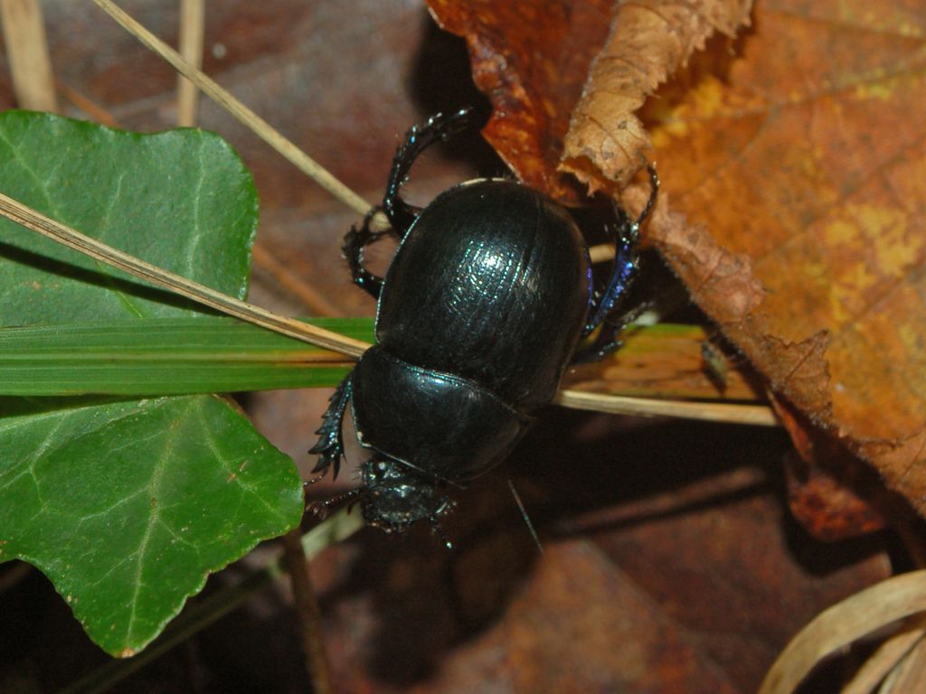 Un coleottero tutto nero - Anoplotrupes stercorosus